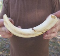 9-1/2 inch Warthog Tusk, Warthog Ivory from African Warthog .40 lb and 10% solid (You are buying the tusk in the photo) for $45