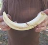 9-1/2 inch Warthog Tusk, Warthog Ivory from African Warthog .40 lb and 10% solid (You are buying the tusk in the photo) for $45