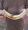 9-1/2 inch Warthog Tusk, Warthog Ivory from African Warthog .40 lb and 60% solid (You are buying the tusk in the photo) for $45