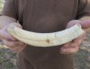 9 inch Warthog Tusk, Warthog Ivory from African Warthog .50 lb and 60% solid (You are buying the tusk in the photo) for $45