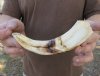 8 inch Warthog Tusk, Warthog Ivory from African Warthog .30 lb and 10% solid (You are buying the tusk in the photo) for $30