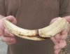 9-1/2 inch Warthog Tusk, Warthog Ivory from African Warthog .45 lb and 20% solid (You are buying the tusk in the photo) for $45