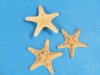 2 to 3 inches knobby starfish wholesale  or armored starfish Packed 50 pieces @ .15 each