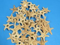 2 to 3 inches knobby starfish wholesale - 50 pieces @ .15 each