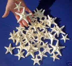 Small wholesale white knobby starfish (Off White in Color) 2 to 3 inches - 100 pieces @ .27 each 