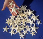 Small wholesale white knobby starfish white armored starfish  for Beach Wedding Favors (Off White in Color) 2 to 3 inches Packed 100 pieces @ .27 each 