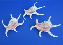 Wholesale lambis chiragra spider conch shells 8 to 10 inches -  2 pcs @ $5.00 each; 20 pcs @ $4.50 each