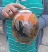 Decoupage Ostrich Egg with African Big 5 Animals and Map - 6 inches tall. This is the egg you are buying for $45.00 