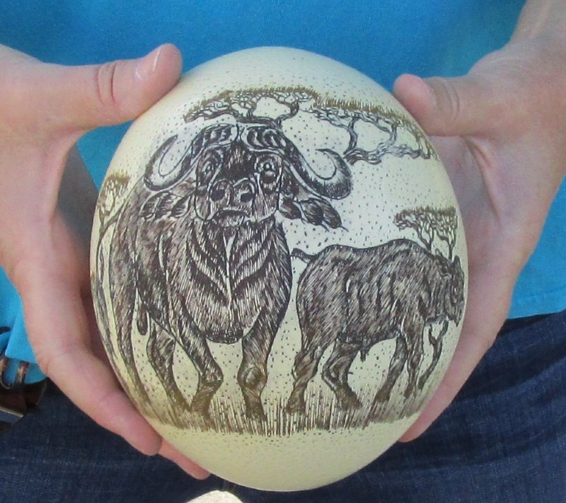 6 two Cape buffalo Scrimshaw Ostrich Egg