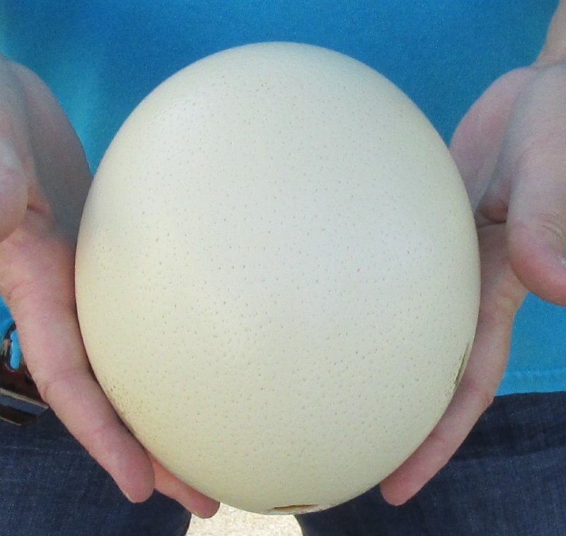 6 two Cape buffalo Scrimshaw Ostrich Egg