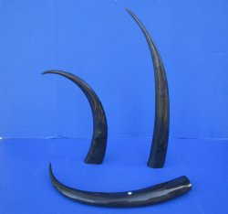 25 to 29 inch Polished Water Buffalo Horns (2 pc, 6 pc)