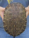 Empty River Cooter Turtle Shells Hand Picked