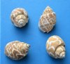 1-1/2 to 2 inches Babylonia Spirata Shells for Hermit Crabs - 1 Gallon @ $7.00 a gallon; 10 or More Gallons @ $6.30 a gallon