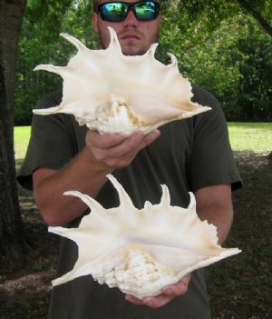 Giant Spider Conch Shells Hand Picked 