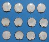 Electroplated Copper Undertone White Scallop Shell Pendants Wholesale 1-1/8" to 1-1/4" - Bag of 25 @ .57 each; Bag of 100 @ .50 each
