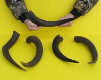 Extra Small Kudu horns 15 to 20 inches