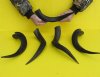 5 piece lot of 15 to 20 inch Kudu Horns - You are buying the horns pictured for $70.00