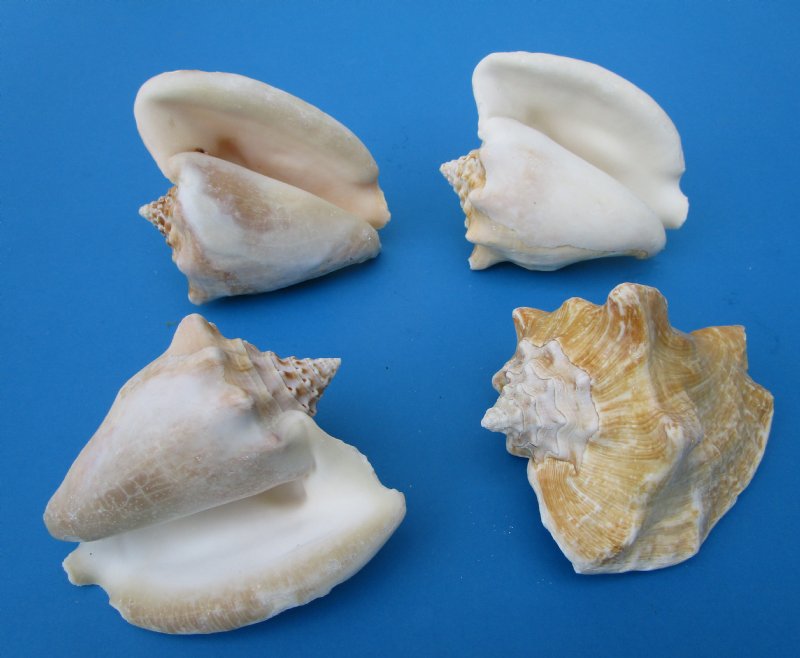 Wholesale Milk Conch Shells in Bulk 4 to 5 inches