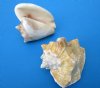 Wholesale Milk Conch Shells in Bulk 5 to 6 inches - Pack of 6 @ $3.50 each
