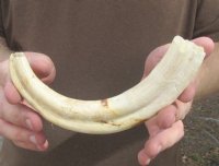 9-1/2 inch Warthog Tusk, Warthog Ivory from African Warthog .40 lb and 10% solid (You are buying the tusk in the photo) for $40