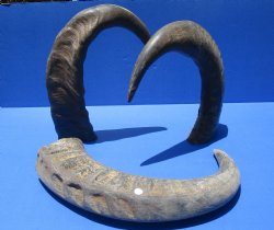 Raw Indian Water Buffalo horns 22 to 25 inch (2 pc, 6 pc)