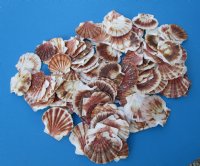 Wholesale Pecten Albican Flat Scallop Shells 2-1/2 to 3 inches - 1 Gallon @ $8.00 a gallon; 10 or more gallons @ $7.25 a gallon