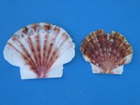 Wholesale Pecten Albican Flat Scallop Shells 2-1/2 to 3 inches - 1 Gallon @ $8.00 a gallon; 10 or more gallons @ $7.25 a gallon