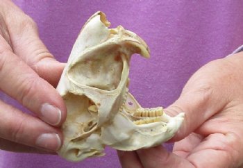 African Spring Hare Skull measuring 3-1/2 inches long for $32