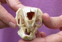 African Spring Hare Skull measuring 3-1/2 inches long for $32