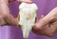 African Spring Hare Skull measuring 3-1/2 inches long for $32