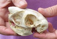 African Spring Hare Skull measuring 3-1/2 inches long for $45 