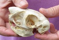 African Spring Hare Skull measuring 3-1/2 inches long for $32