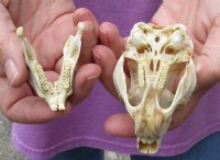 African Spring Hare Skull measuring 3-1/2 inches long for $32