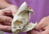 African Spring Hare Skull measuring 3-3/4 inches long.  You are buying the skull pictured for $45 