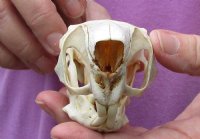 African Spring Hare Skull measuring 3-3/4 inches long.  You are buying the skull pictured for $45 