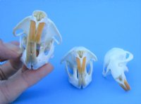 2 Muskrat Full Skulls and 1 Muskrat Top Skull 2-1/2 inches by 1-/2 inches - You are buying these for $45.00