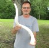 32 inch South African Kudu Inner Horn Core. (You are buying the horn core shown in the photos) for $26.00