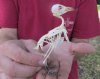 Wholesale Yellow Vented Bulbul Bird skeleton (Pycnonotus goiavier) measuring approximately 4 inches up to 4-1/2 inches tall - You will receive one similar to the picture - $49.00 each; Packed: 4 pcs @ $44.00 each
