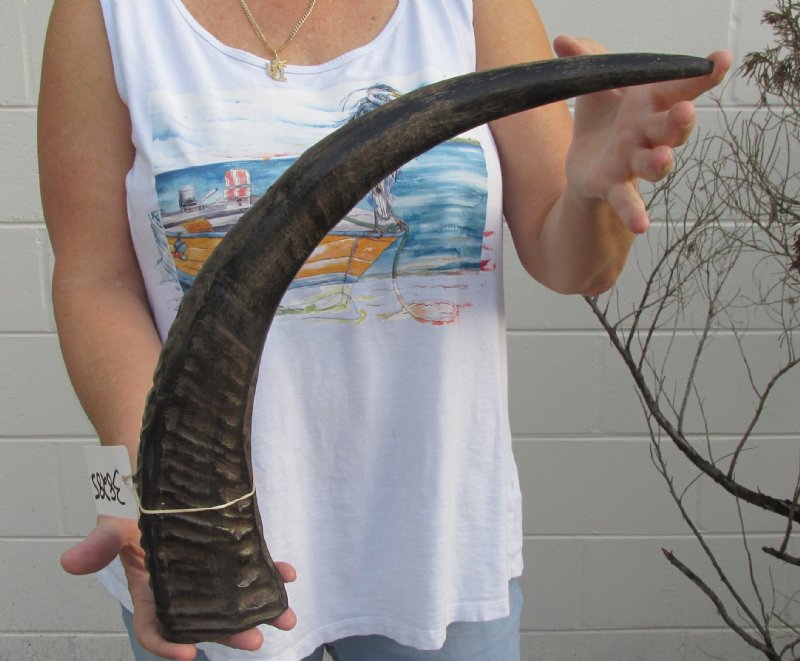22 inch Semi polished buffalo horn