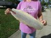 18 by 6 inches Longnose Garfish Skin for Sale - You are buying this one for $29.99