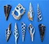 Wholesale Center Cut assorted mixed shells seashells in bulk 3" to 4" - Packed 100 pieces @ .24 each; Packed: 500 pcs @ $.21 each 