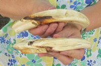 Two 9 inch Warthog Tusks, Warthog Ivory from African Warthog .75 lb for $80 (You are buying the tusks in the photo)