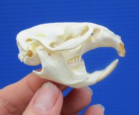 2-1/2 inches Muskrat Skull for Sale (Ondatra Zibethicus) - You are buying this one for $19.00