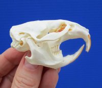 2-1/4 inches Muskrat Skull for Sale (Ondatra Zibethicus) - You are buying this one for $19.00