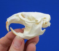 2-1/4 inches Muskrat Skull for Sale (Ondatra Zibethicus) - You are buying this one for $19.00