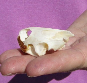 1-3/4 Inch Common River Cooter Turtle Skull for $15