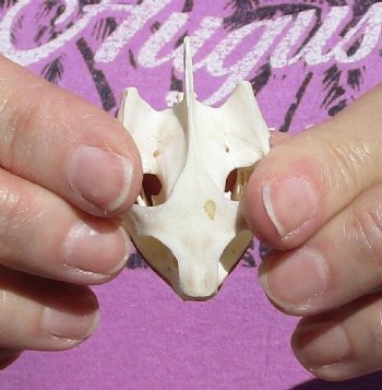 2 Inch Common River Cooter Turtle Skull for $15
