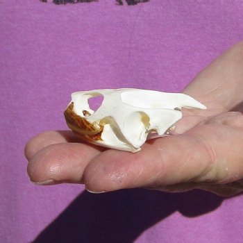 2 Inch Common River Cooter Turtle Skull for $15