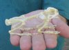 Wholesale Javan Giant Frog Skeleton (Limnonectes macrodon) measuring approximately 4 inches up to 5 inches long - You will receive one similar to the picture - $47.00 each; 4 or more @ $42.00 each