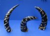 Wholesale Decorative Polished Bufflao (Bubalus bubalis) drinking horns with a lines and dots design. Packed: 2 pcs @ $10 each; Packed: 8 pcs @ $9.00 each